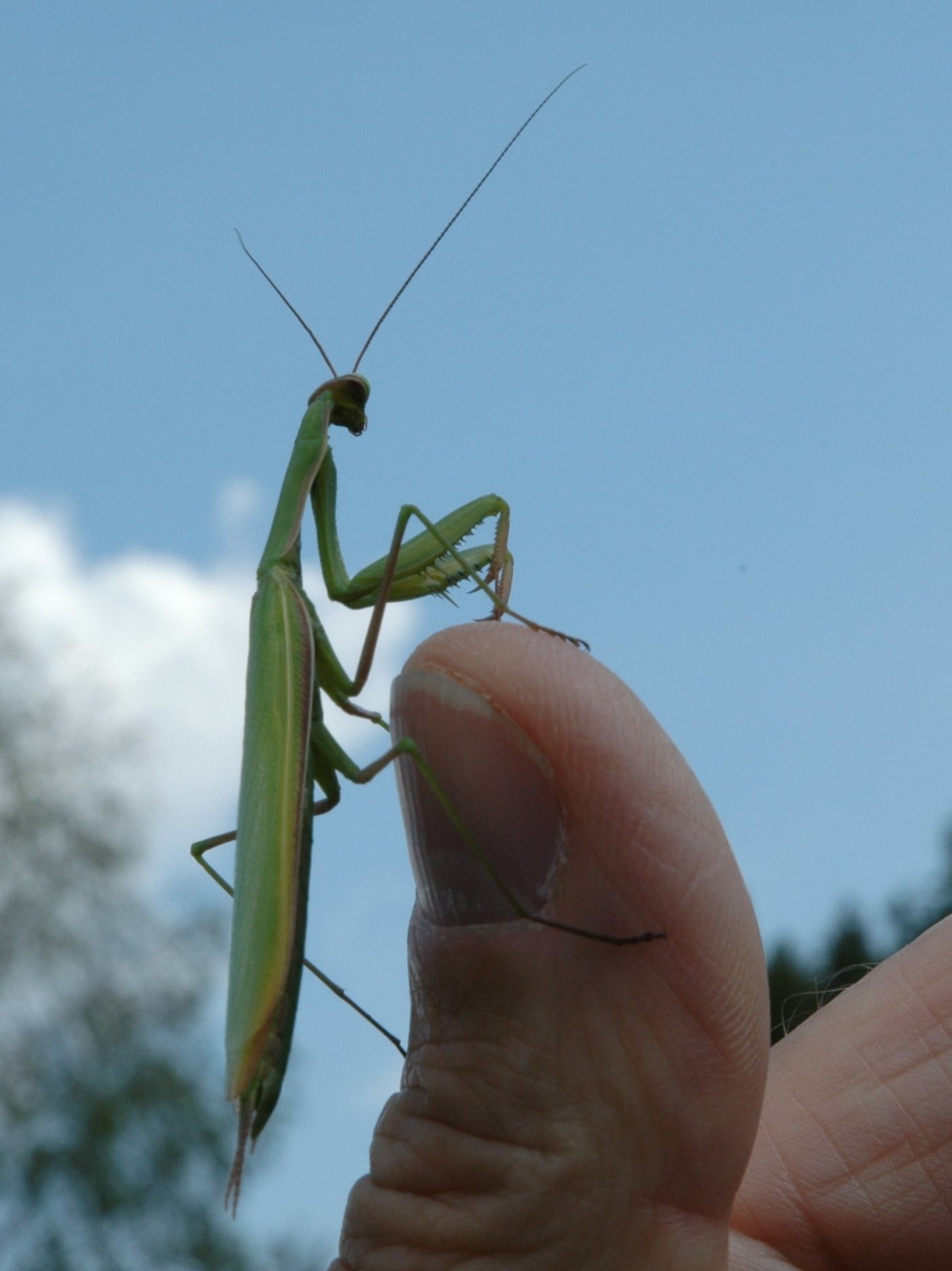 Mantidi da identificare 2006